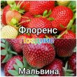 Фото Сажанцы клубники В класс 20 шт