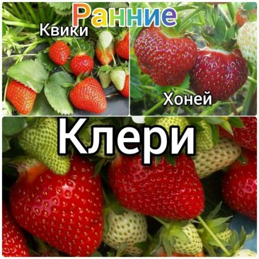 Фото Сажанцы клубники В класс 20 шт