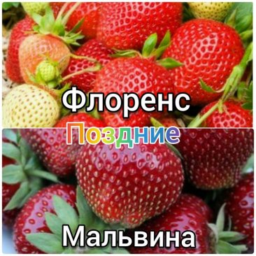 Фото Сажанцы клубники А класс 20 шт