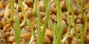 Пшеница органическая для проращивания
